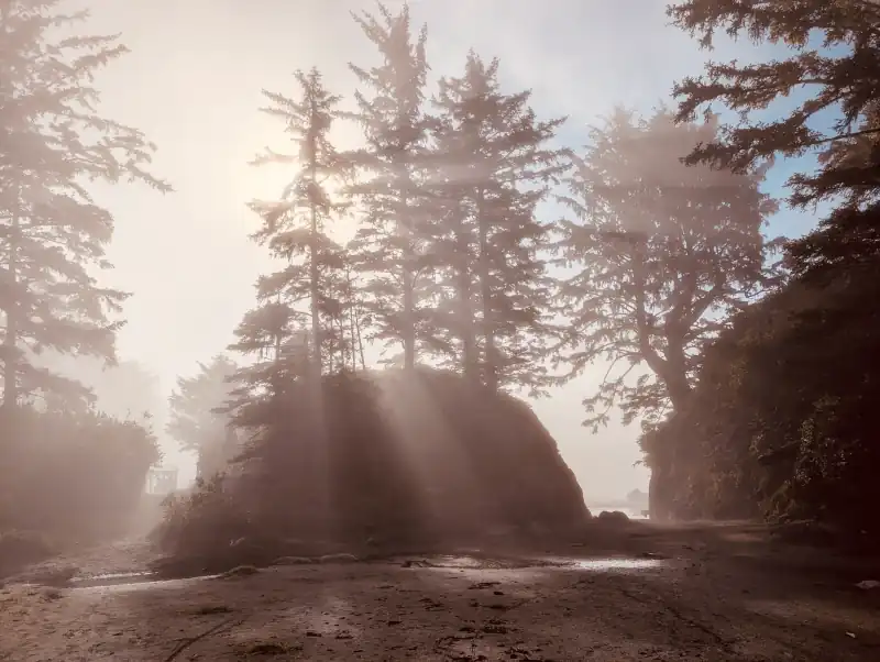 tree_light.webp